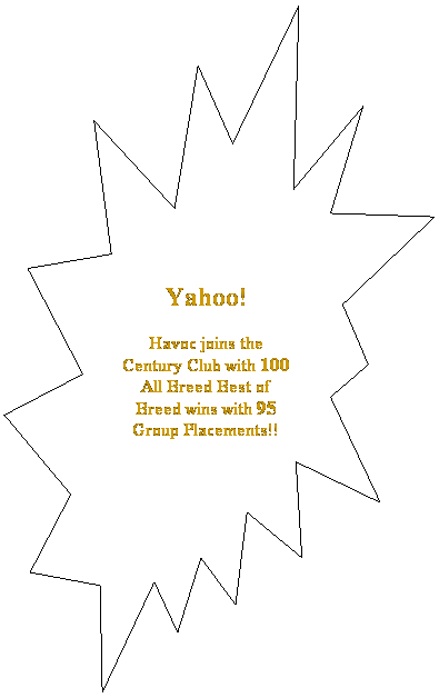 Explosion 2: Yahoo!
Havoc joins the Century Club with 100 All Breed Best of Breed wins with 95 Group Placements!!

