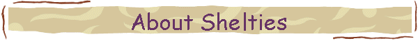 About Shelties